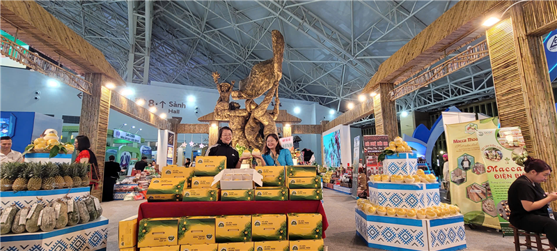 Hoàng Toàn Farm và khát vọng khẳng định đẳng cấp nông sản Việt qua sản phẩm vú sữa Hoàng Toàn