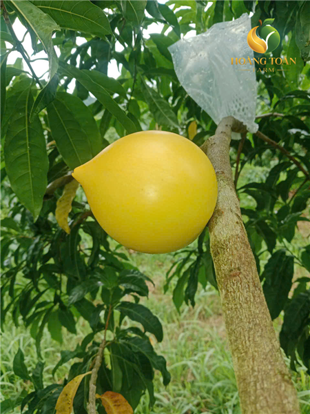 Từ màu xanh đến sắc vàng: mùa thu hoạch bắt đầu tại Hoàng Toàn Farm 