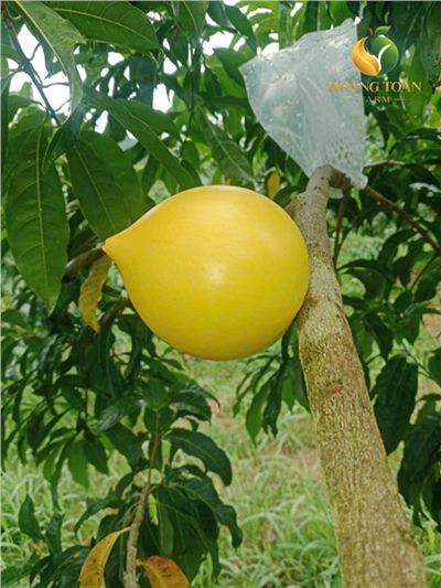 Từ màu xanh đến sắc vàng: mùa thu hoạch bắt đầu tại Hoàng Toàn Farm 