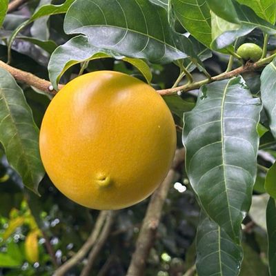 Cách nhận biết vú sữa chín tự nhiên