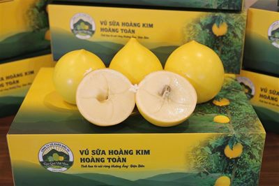 Sự thật bất ngờ: Điều làm nên vị ngọt của Vú Sữa Hoàng Kim Hoàng Toàn Farm 