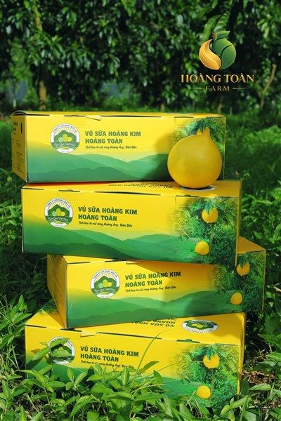 Mách bạn mẹo để mua vú sữa Hoàng Toàn chính hãng !
