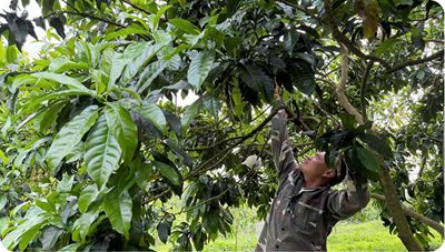 Vú sữa Hoàng Toàn - Hướng đi mới của nền nông sản Điện Biên, năng suất cao, giá trị
