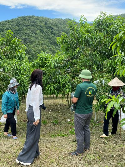 Tham quan vú sữa Hoàng Toàn của Hoàng Toàn Farm tại Mường Ảng, Điện Biên