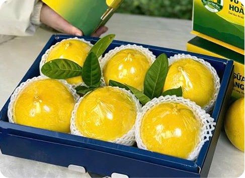 Vú sữa Hoàng Toàn Tiêu chuẩn (Loại 2)