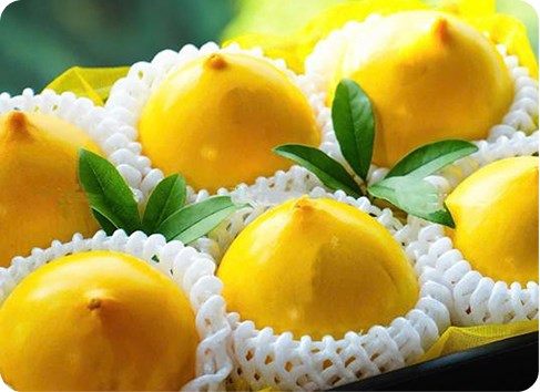 Vú sữa Hoàng Toàn Tiêu chuẩn (Loại 2)