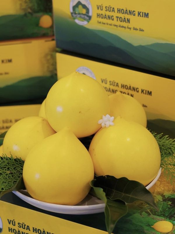 Vú sữa Hoàng Toàn Premium (Cao cấp)