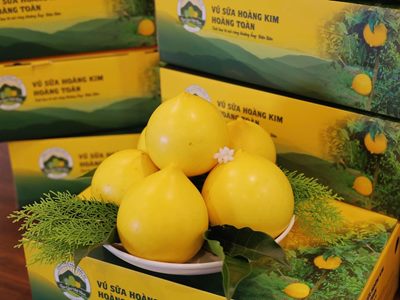 Vú sữa Hoàng Toàn Premium (Cao cấp)
