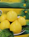 Vú sữa Hoàng Toàn Tuyển chọn (Loại 1)