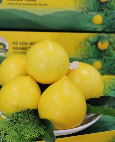 Vú sữa Hoàng Toàn Tuyển chọn (Loại 1)